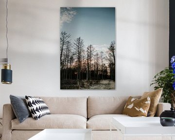 Waldlandschaft bei Sonnenuntergang | Veluwe, Niederlande (Holland) von Trix Leeflang