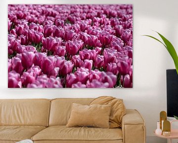 Roze tulpen van W J Kok