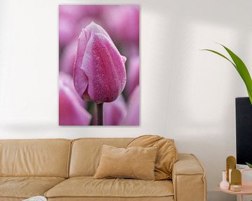 Tulipe violette avec gouttes de rosée sur Sander Groenendijk