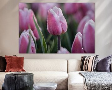 Tulipes violettes avec gouttes de rosée sur Sander Groenendijk