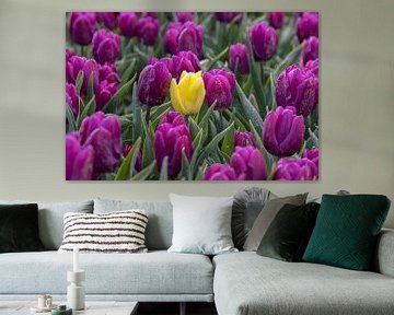 Tulipe jaune entre des tulipes violettes sur Sander Groenendijk