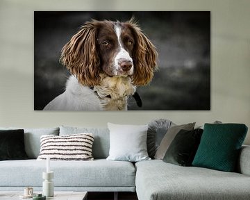 Englischer Springerspaniel von Sara in t Veld Fotografie