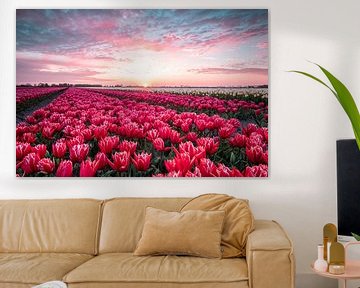 Zonsopkomst bij de tulpen op Goeree Overflakkee van Annemieke Klijn