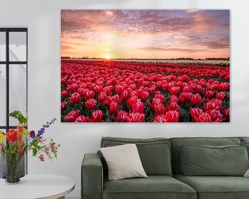 Sonnenaufgang über den Tulpen in Goeree Overflakkee