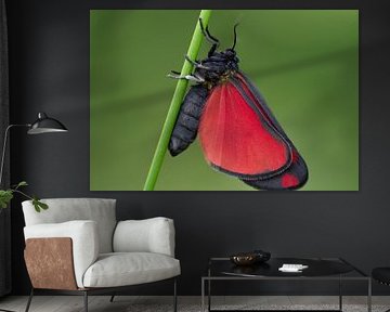Resting Scallop butterfly by Martijn van Etten