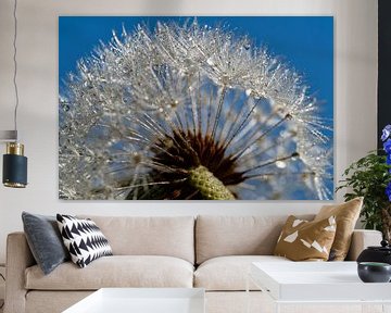 Dandelion by Pictures by Van Haestregt