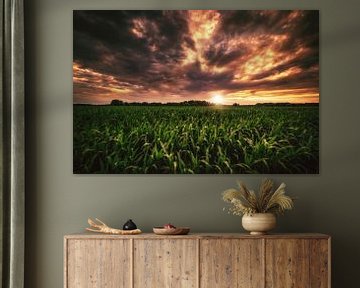 Champ de maïs au coucher du soleil sur Skyze Photography by André Stein