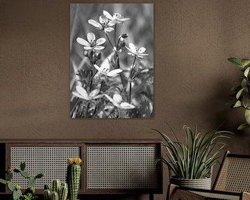 Witte bloemetjes op zwart witte achtergrond van Bianca ter Riet
