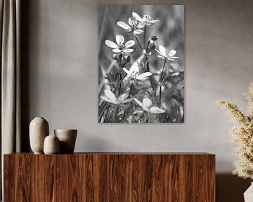 Witte bloemetjes op zwart witte achtergrond van Bianca ter Riet