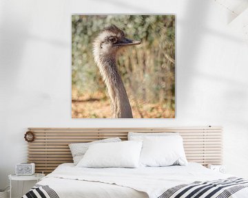 struisvogel kop van Cindy van der Sluijs