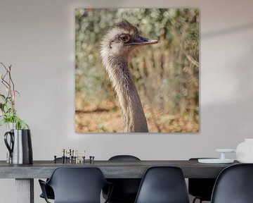 struisvogel kop van Cindy van der Sluijs