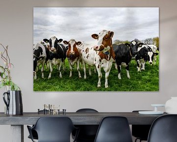 Die Kühe sind wieder auf der Wiese! von Veelzijdig Zeeland