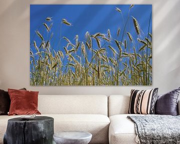 Getreidefeld mit Stängeln und blauem Himmel von Arthur Hooijer