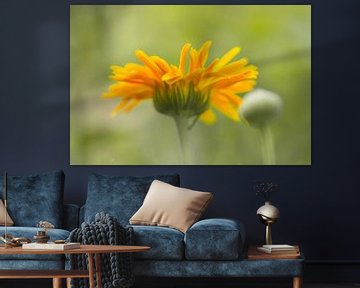 Oranje / gele bloem, vage achtergrond. van Arthur Hooijer