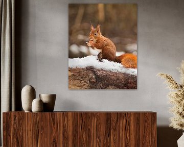 Eichhörnchen im Schnee von Stuart De vries