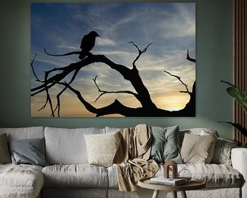 silhouette d'un oiseau au coucher du soleil
