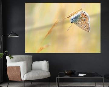 Kleurrijk vlindertje von Paul Arentsen