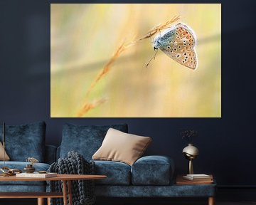 Papillon coloré sur Paul Arentsen