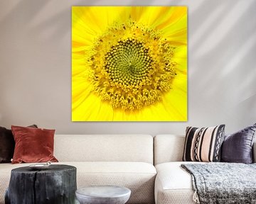 Sonnenblume von Paul Arentsen