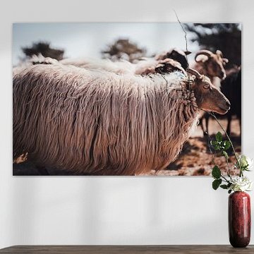 Drenther Heide Schafe