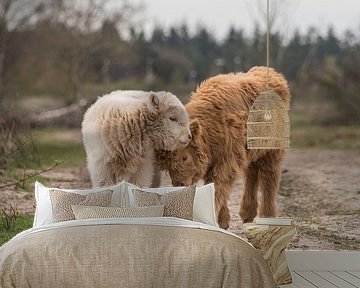 Schotse Hooglander kalfjes blond en roodbruin