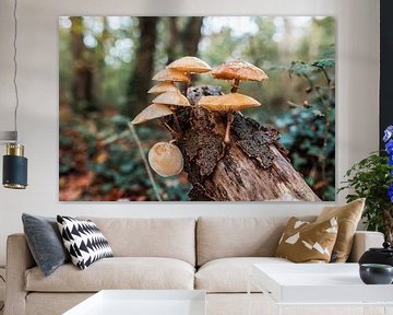 Mushrooms by Dayenne van Peperstraten