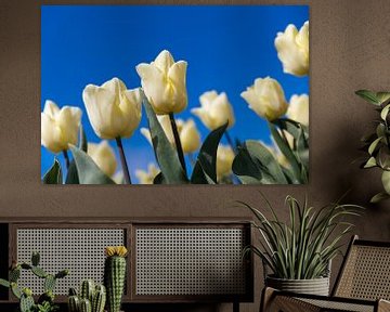 Witte tulp van Elly Damen