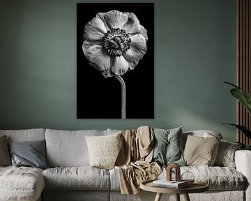 Anemone black and white by Steffen Sebastian Schäfer