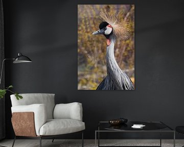 Zwarte gekroonde kraanvogel trotse blik kop en nek close-up, rode oorbellen