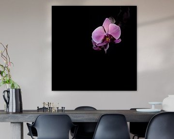 Low Key lila rosa Blume Orchidee schwarzen Hintergrund von Lucia Leemans