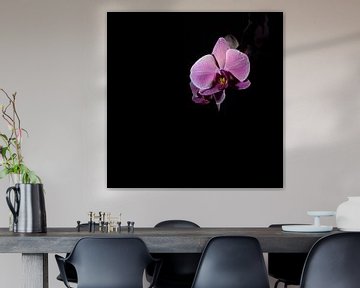 Low key paars roze bloem orchidee zwarte achtergond van Lucia Leemans