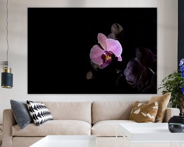 Low key purple pink flower orchid black background by Lucia Leemans