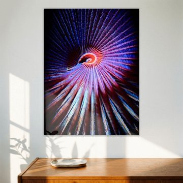 Pfauenröhrenwurm Nahaufnahme, bunt