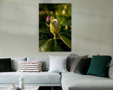 image botanique d'un rhododendron | photo nature fine art sur Karijn | Fine art Natuur en Reis Fotografie