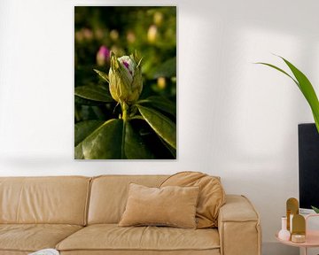 botanische afbeelding van een rhododendron | fine art natuur foto