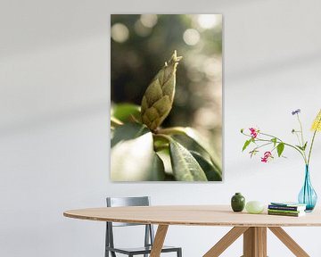 macrofoto van de rhododendron, botanische foto van Karijn | Fine art Natuur en Reis Fotografie