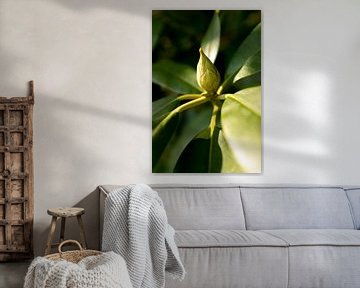 botanical photo of green plant rhododendron in sunlight by Karijn | Fine art Natuur en Reis Fotografie