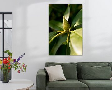 botanische foto van groene plant rhododendron in het zonlicht