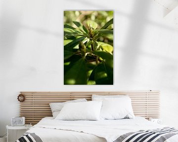 botanische foto van een groene plant, de rhododendron van Karijn | Fine art Natuur en Reis Fotografie