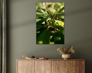 botanical photograph of a green plant, the rhododendron by Karijn | Fine art Natuur en Reis Fotografie