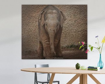 Baby elephant Yaro by Pascal Brinkmann