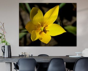 Gele bloem scherp van Martijn Tilroe