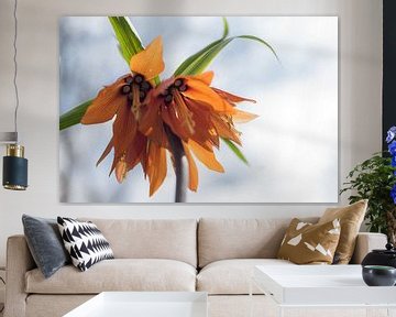Oranje Fritillaria