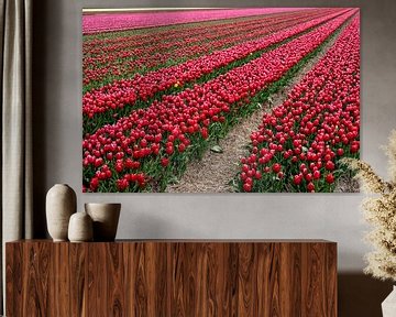 Tulpen in bloei op een akker in Noord Holland van Hans de Waay