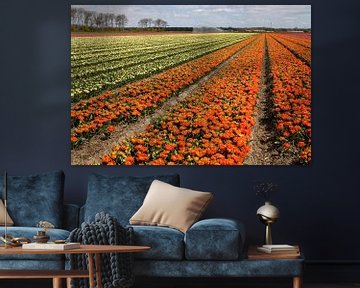 Les tulipes jaunes et orange colorent le paysage de la Hollande du Nord. sur Hans de Waay