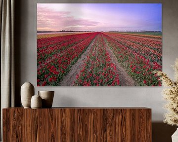 velden met duizenden tulpen