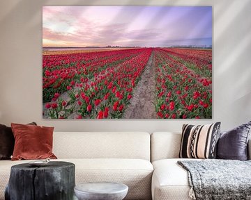 fields of thousands of tulips by Marcel Derweduwen