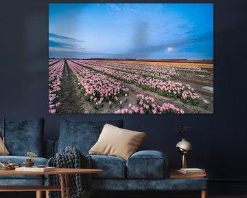 fields of thousands of tulips by Marcel Derweduwen