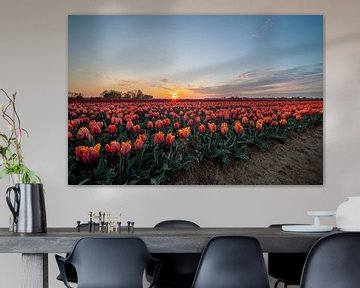 fields of thousands of tulips by Marcel Derweduwen