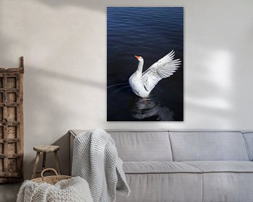 A white goose spreads its wings by Marc Venema